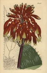 Aloès maculé