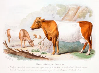Vaches du Somerset, 1842