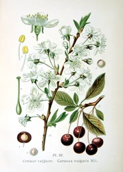Griotte, 1893
