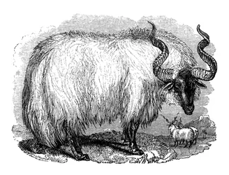 Moutons espagnols, 1848