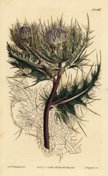 Chardon le plus épineux
