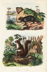 Rat arboricole épineux, Echimys chrysurus 1, et écureuil roux eurasien, Sciurus vulgaris 2