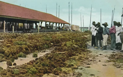 Marché aux éponges, Nassau, Bahamas, années 1930