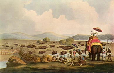 Sport en Inde - Conduite des éléphants dans un Keddah, vers 1808, 1901