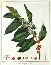 Branche de café Coffea arabica montrant des fleurs et des grains, 1798