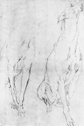 Étude pour le lévrier dans le portrait du duc de Richmond, c1634