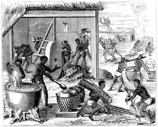 Production de sucre, 1873