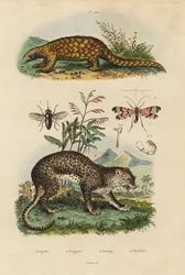 Pangolin de Sunda, Manis javanica, en danger critique, léopard, Panthera pardus, taon, Tabanus rostratus, mouche scorpion, Panorpa communis