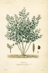 Fabagelle, Zygophyllum fabago, Fabagelle