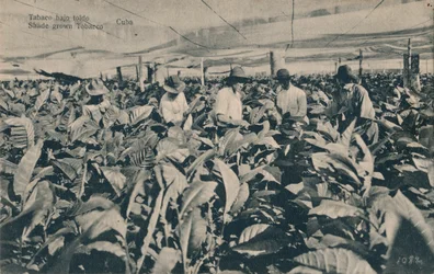 Tabac sous un auvent. Tabac cultivé à l