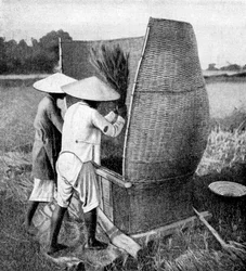 La manière annamite de récolter et battre le riz, Annam, Vietnam, 1922