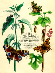 Les Papillons de Grande-Bretagne