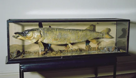 Le Brochet de Dowdeswell, longueur 135 cm