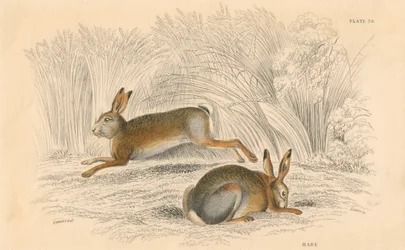Le Lièvre Lepus europaeus, 1828