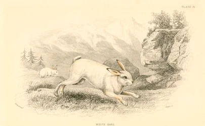 Le Lièvre Lepus europaeus, 1828