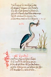 Le Héron, 1564