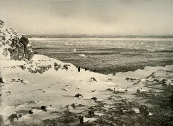 Le dernier des pingouins juste avant leur migration en mars, vers 1908, 1909