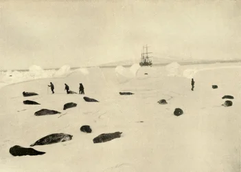 Le Nimrod à Pram Point le 4 mars 1909