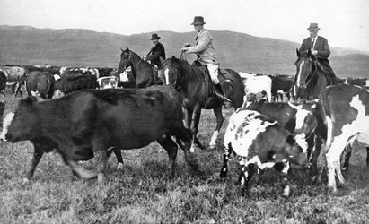 Le prince de Galles rassemblant du bétail en Alberta, Canada, vers 1930s