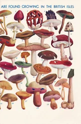 Les principaux champignons comestibles et vénéneux des îles britanniques, 1935