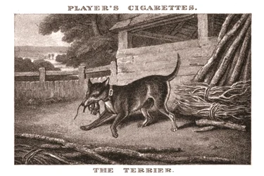 Le Terrier, 1924