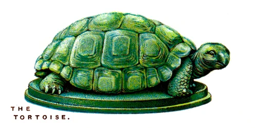 La Tortue