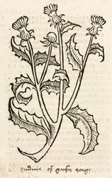 Chardon