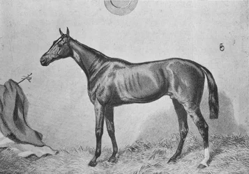 Thormanby, vers 1860, 1911