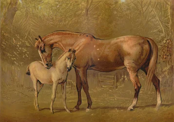 Jument pur-sang et poulain