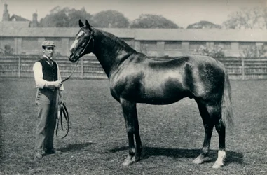 Cheval de course pur-sang, Bend Or, vers 1880