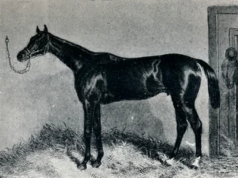 Tim Whiffler, vers 1860, 1911