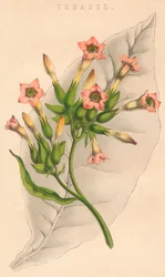 Tabac, 19e siècle