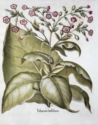 Plante de tabac, 1613