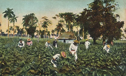 Plantation de tabac, Cuba, années 1920