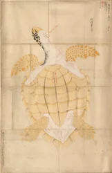 Tortue, 18e siècle