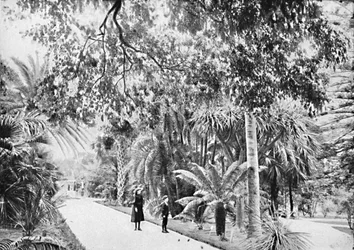 Palmiers Tropicaux et Fougères dans les Jardins Botaniques, vers 1900
