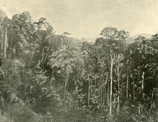 Broussailles tropicales, Blackall Range, Queensland, 1901