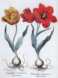 Tulipes, 1613