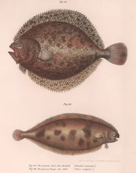Turbot, Rhombus maximus, Sole commune Solea vulgaris, vers 1850