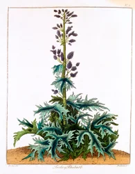 Rhubarbe de Turquie, 1798