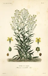 Roquette de Turquie, Bunias orientalis