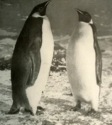 Deux manchots empereurs, vers 1908