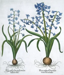Deux jacinthes bleues, 1613