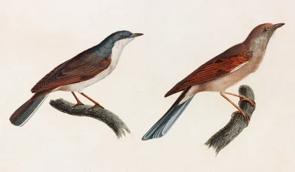 Deux illustrations en couleur d
