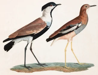 Deux illustrations en couleur d