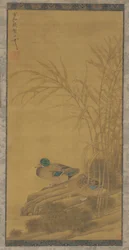 Deux canards parmi les roseaux au bord de l