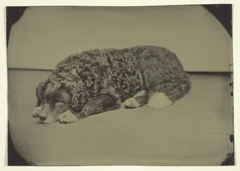 Chien sans titre, 185099