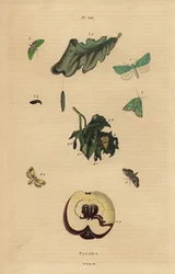 Variétés de pyrales, Pyralidae, causant des dommages aux feuilles et aux fruits