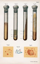 Divers types de bactéries, 1889
