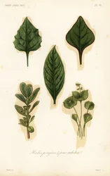 Herbes potagères et pour salades